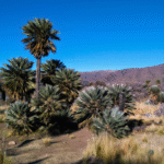 Palmeras caranday en San Francisco del Monte de Oro: el símbolo vegetal del valle