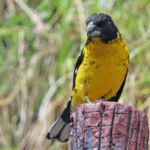 El Rey del Bosque: un tesoro alado de San Francisco del Monte de Oro